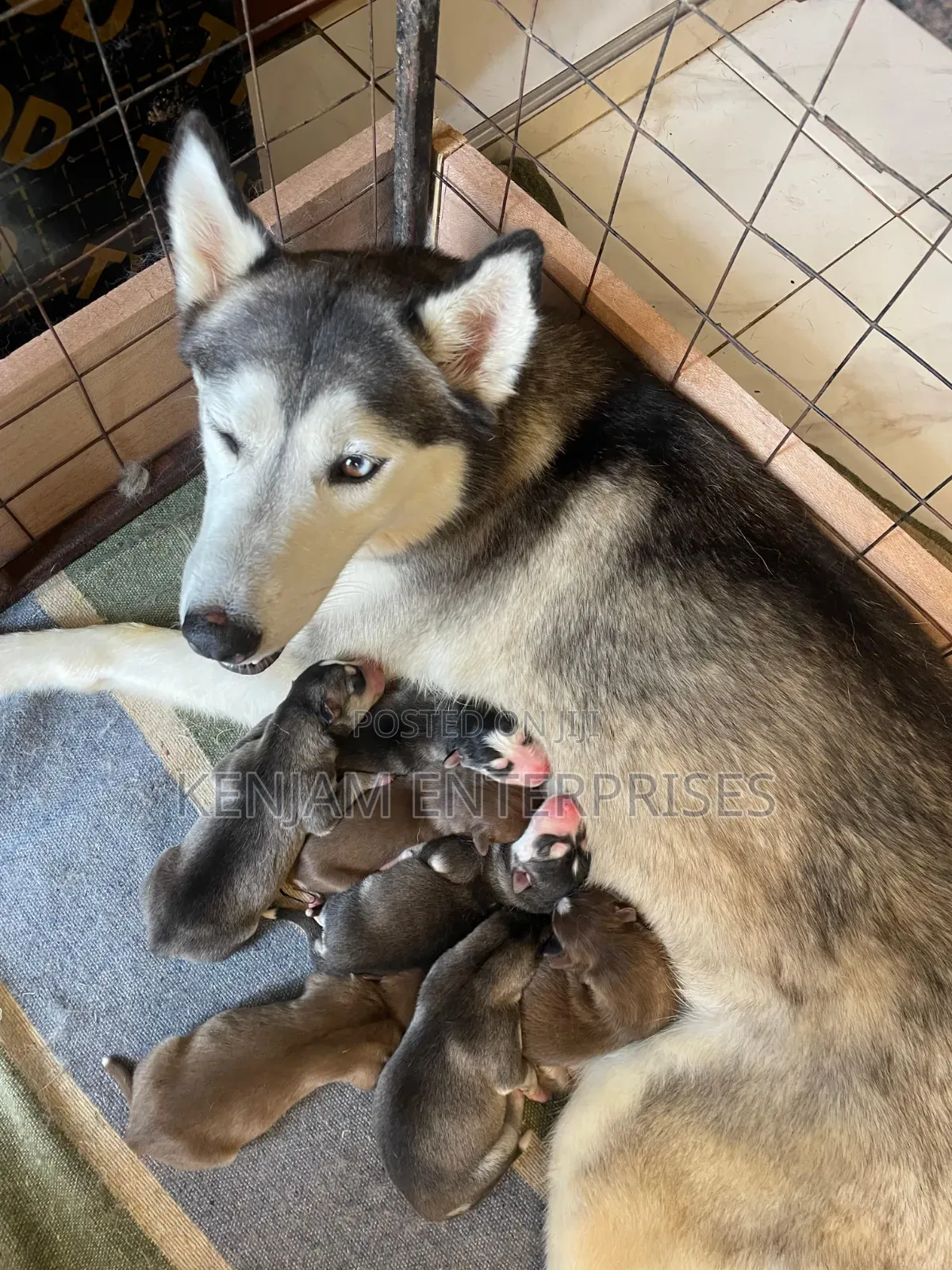 1-3 months Female Purebred Siberian Husky