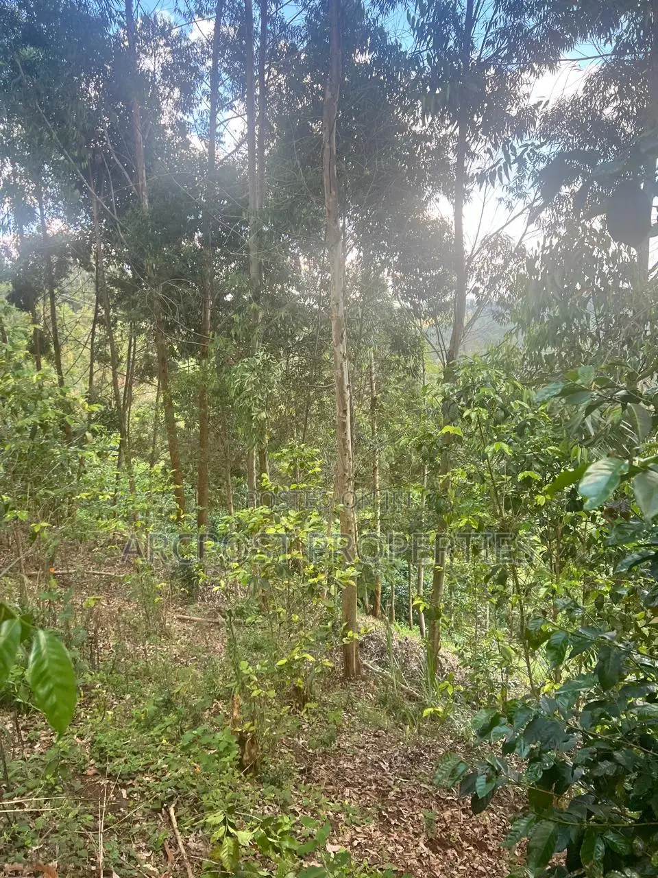 2 Acre Fertile Agricultural Land for Sale in Ndunyu Mahiga Nyeri
