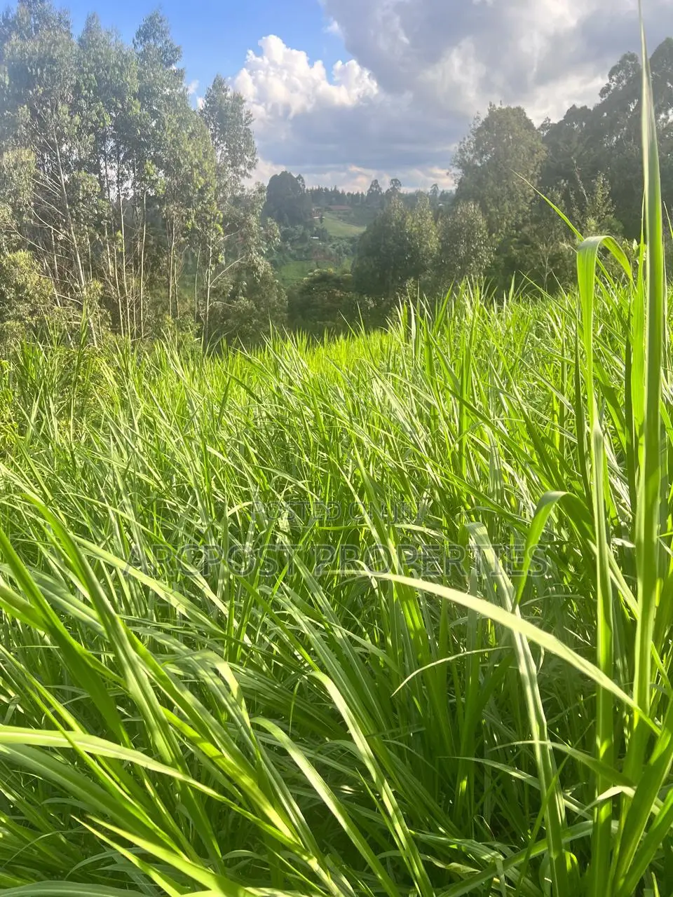 2 Acre Fertile Agricultural Land for Sale in Ndunyu Mahiga Nyeri