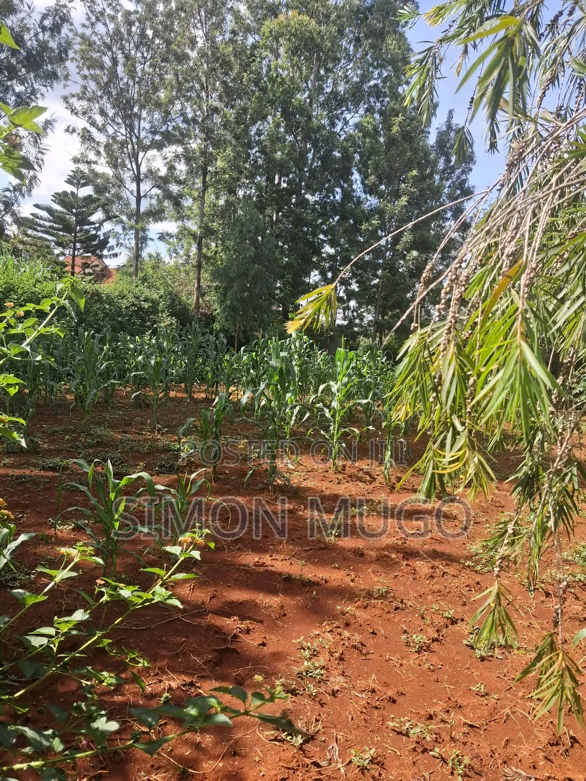 Golden Palm Estate Kiambu Secure Fully Serviced 1/4ac in Gated Court