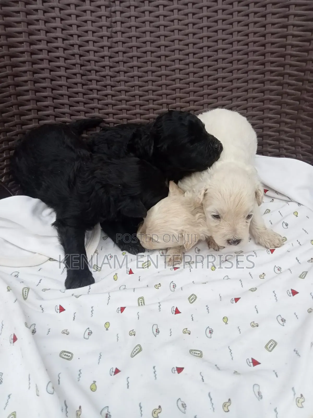 1-3 months Male Purebred Labrador Retriever