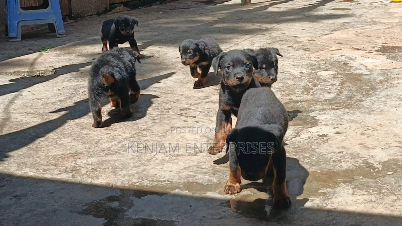 1-3 months Male Purebred Rottweiler