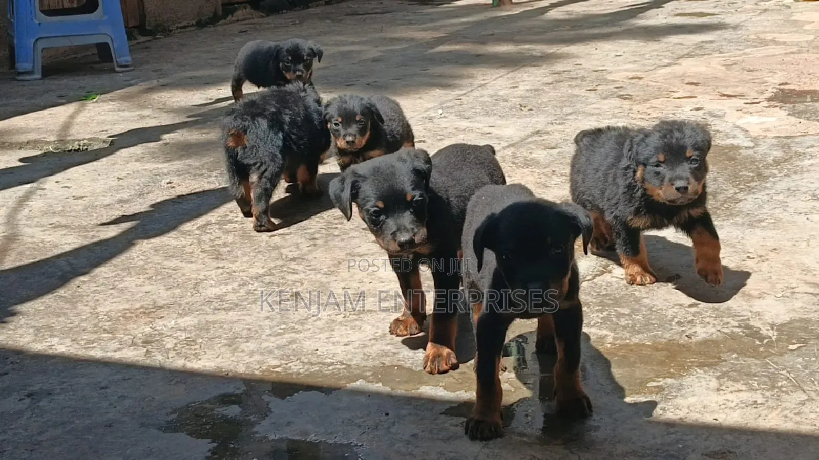 1-3 months Male Purebred Rottweiler
