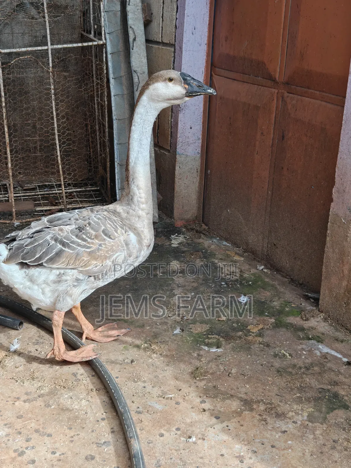 Mature African Goose Pair