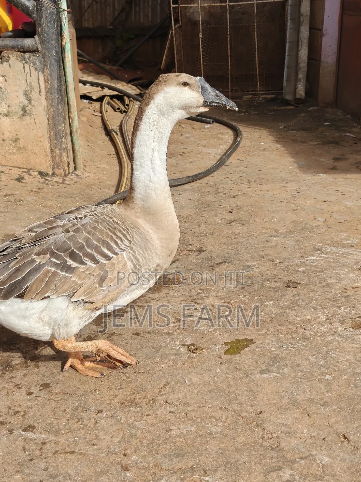 Mature African Goose Pair