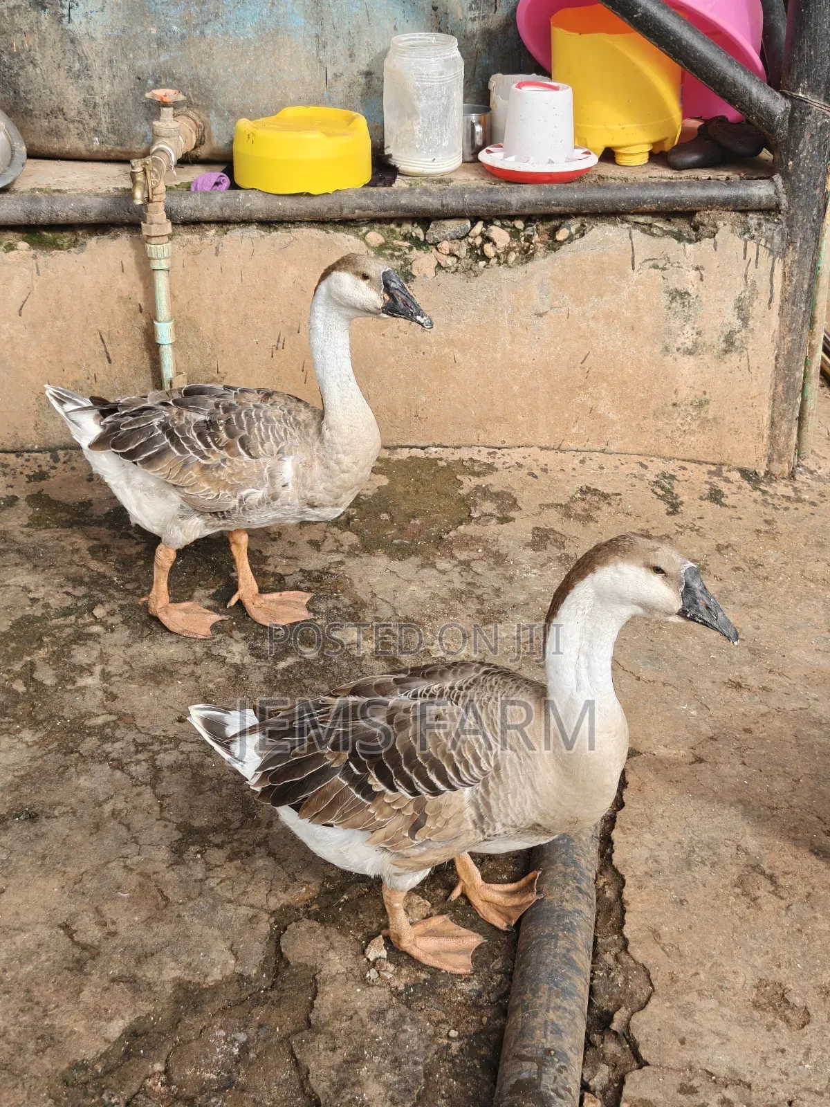 Mature African Goose Pair