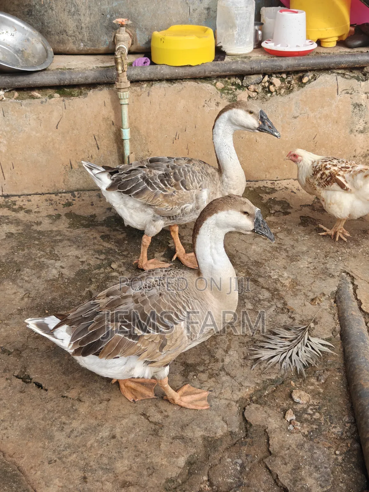 Mature African Goose Pair