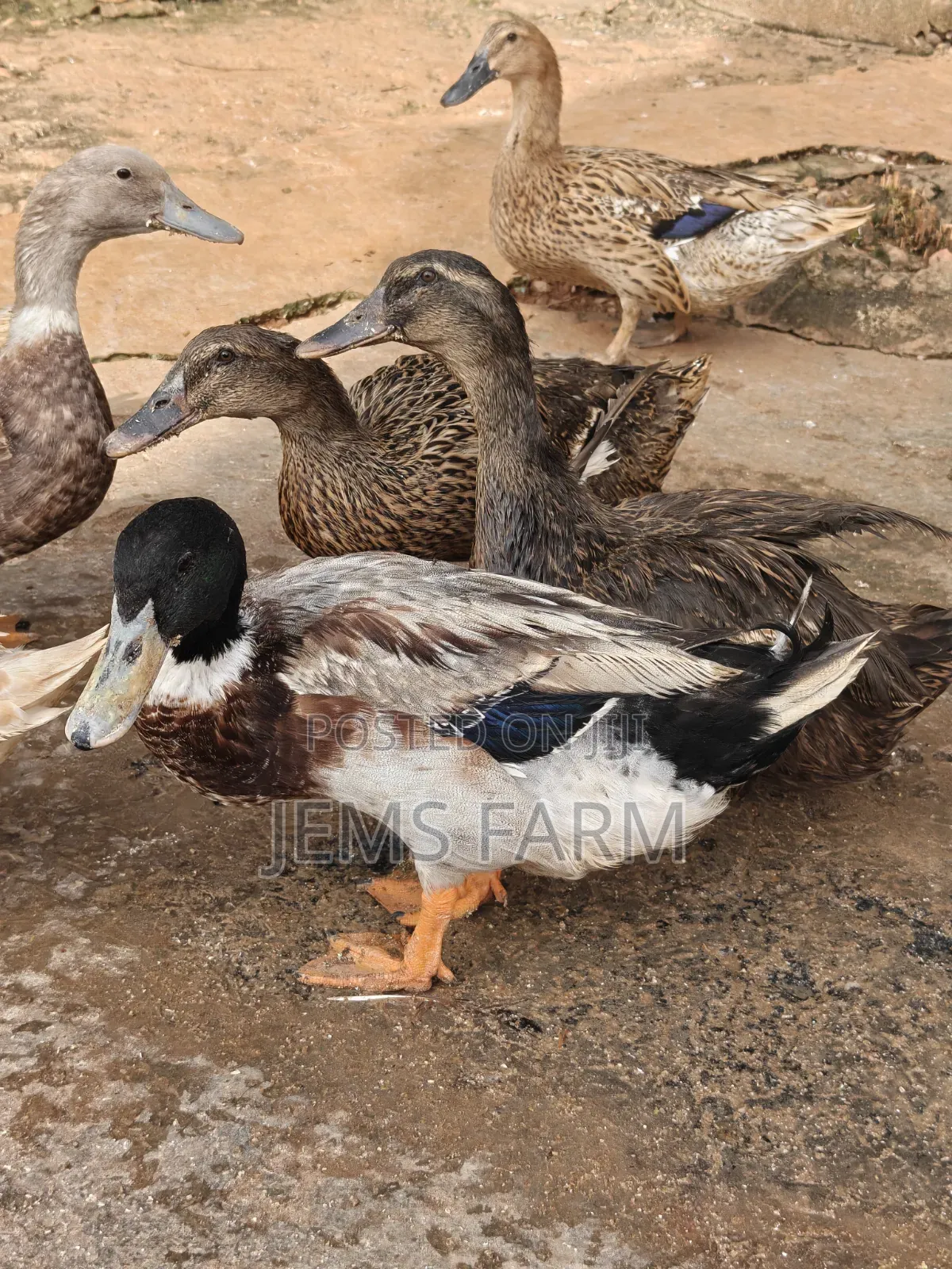 Mature Rouen Ducks Pair