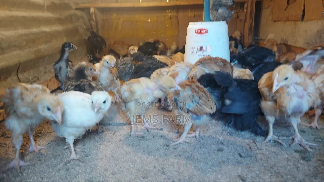 1 Month Old Improved Kienyeji Chicks