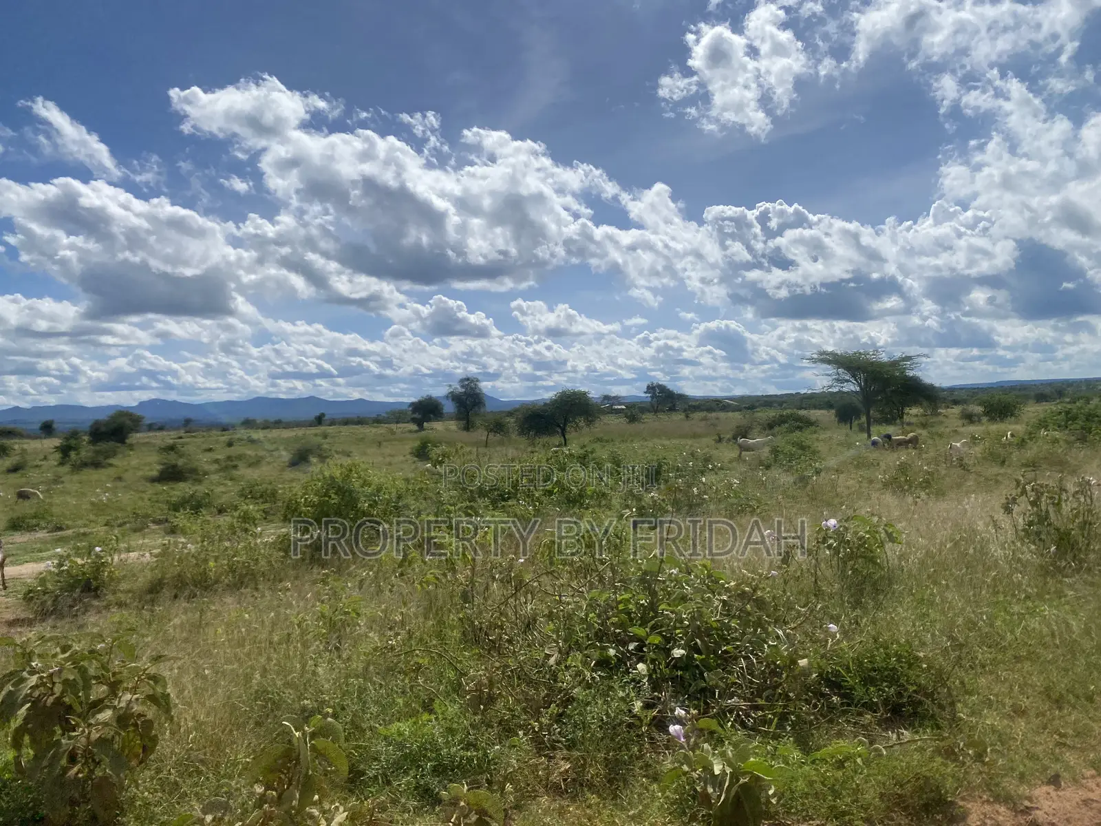 Acres for Sale in Mashuru Kajiado County