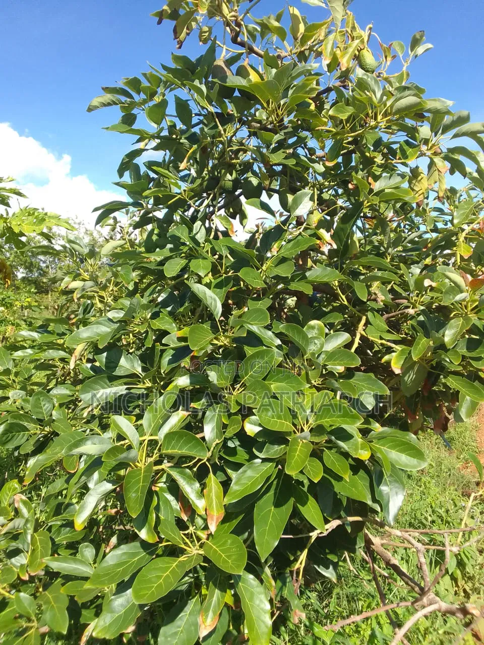 5 Acres Farm Machakos -Wamunyu Selling at 16m