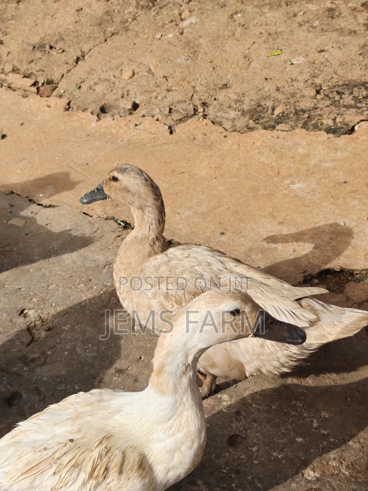 Mature Saxony Ducks Pair