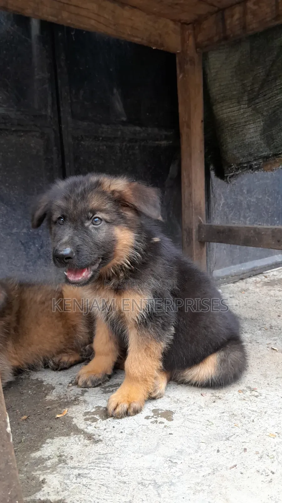 1-3 months Female Purebred German Shepherd