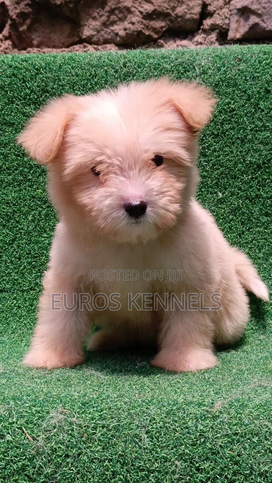 1-3 months Female Purebred Havanese