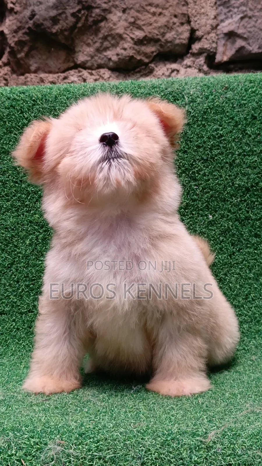 1-3 months Female Purebred Havanese