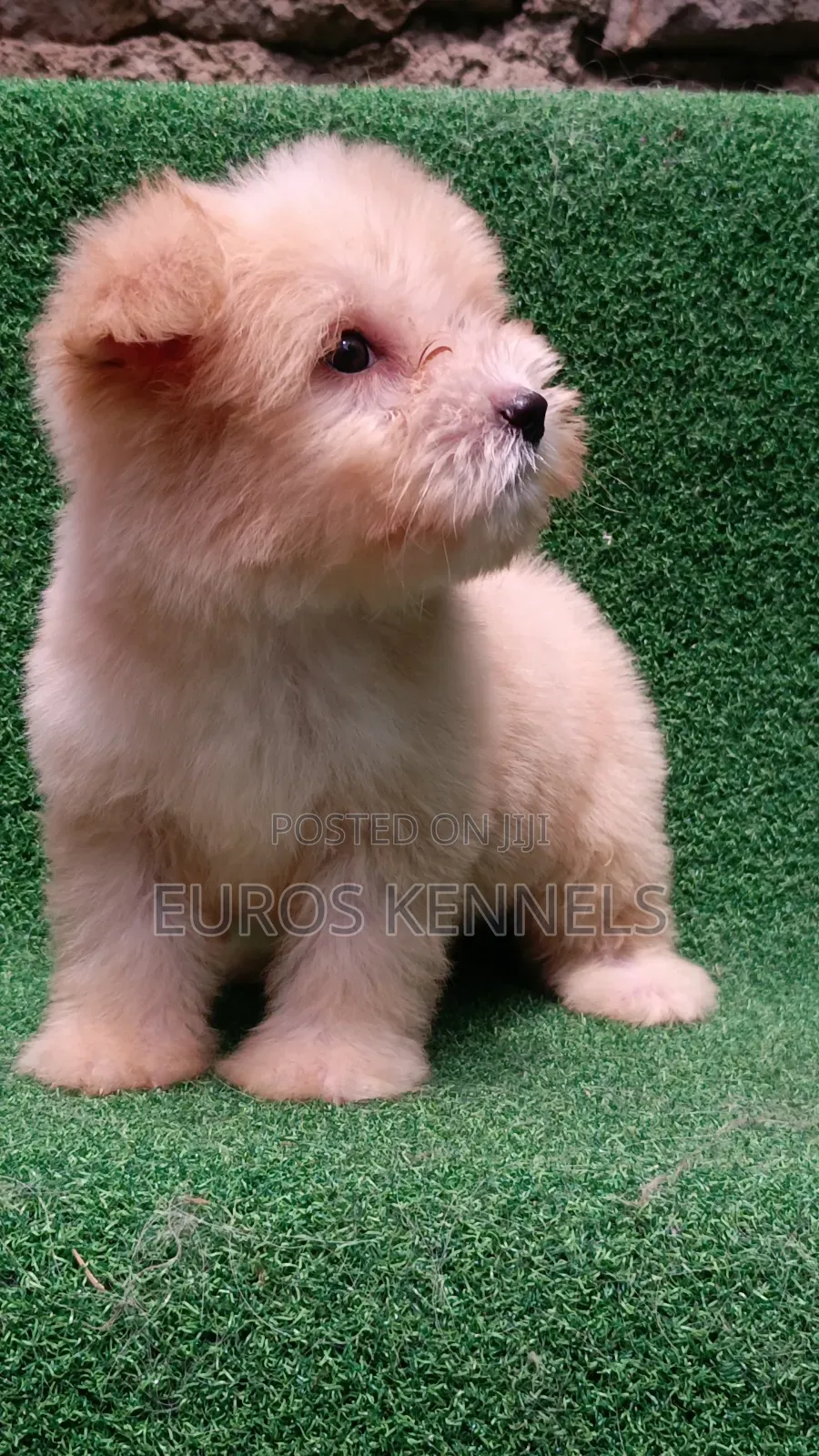 1-3 months Female Purebred Havanese