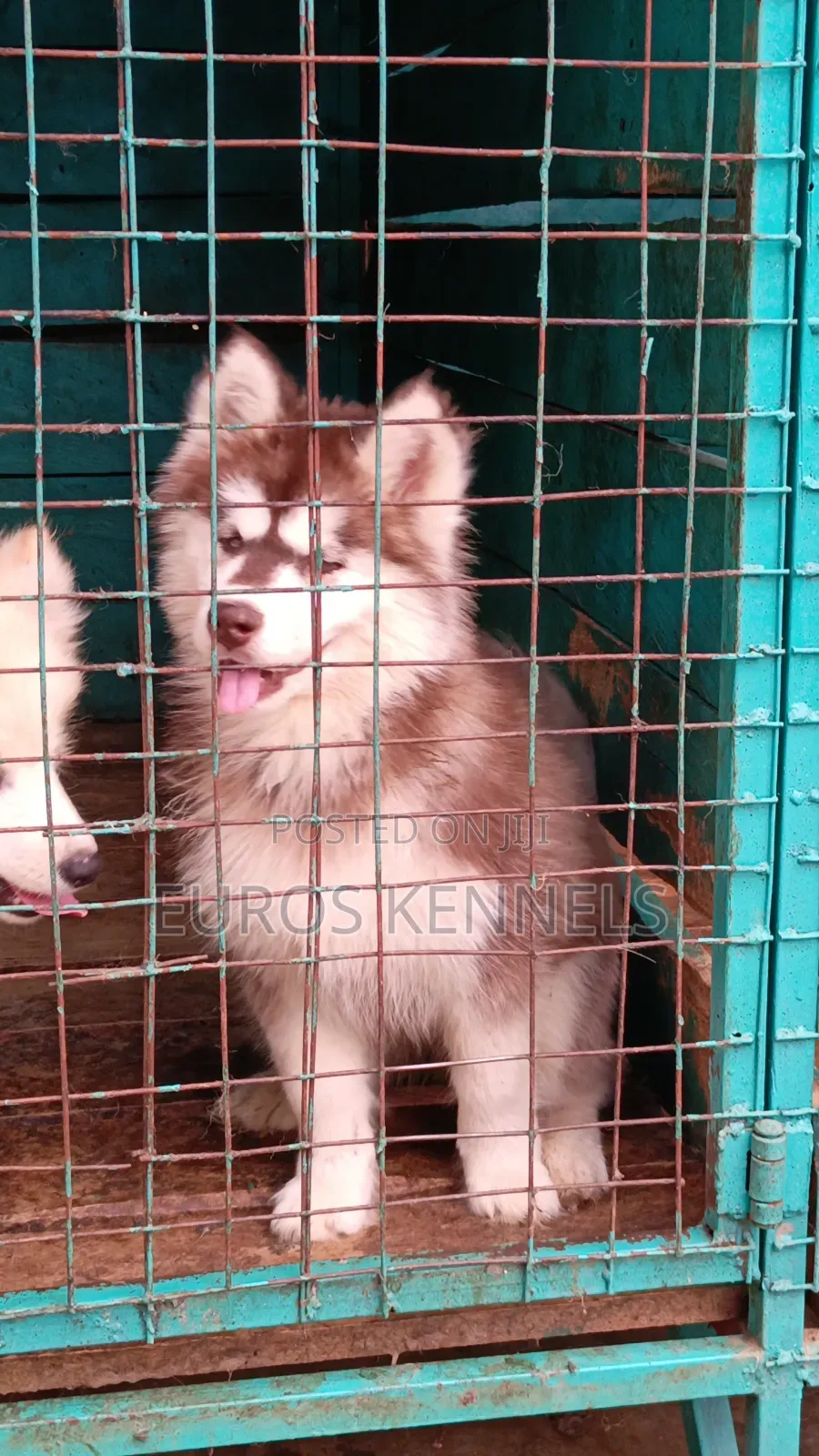 1-3 months Female Purebred Siberian Husky