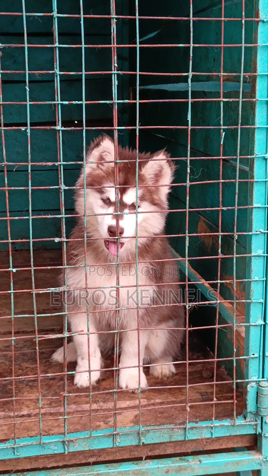 1-3 months Female Purebred Siberian Husky