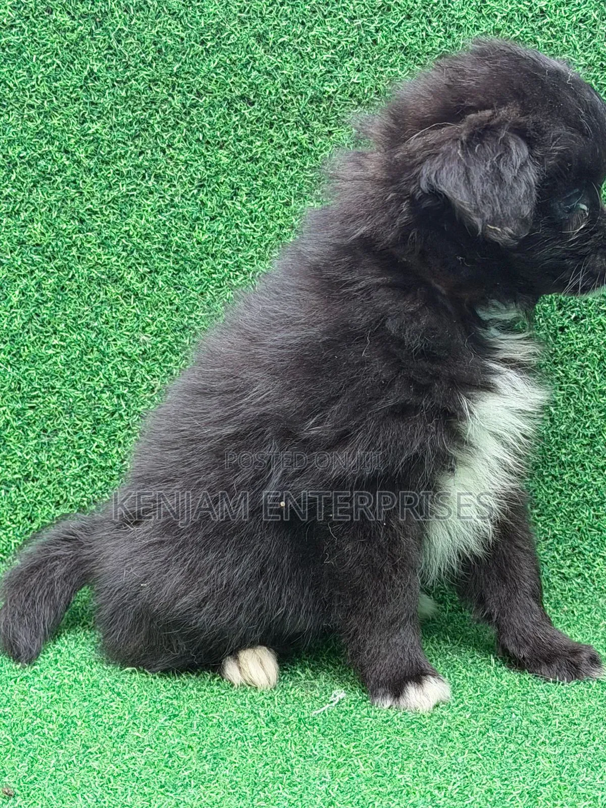 1-3 months Female Purebred Havanese