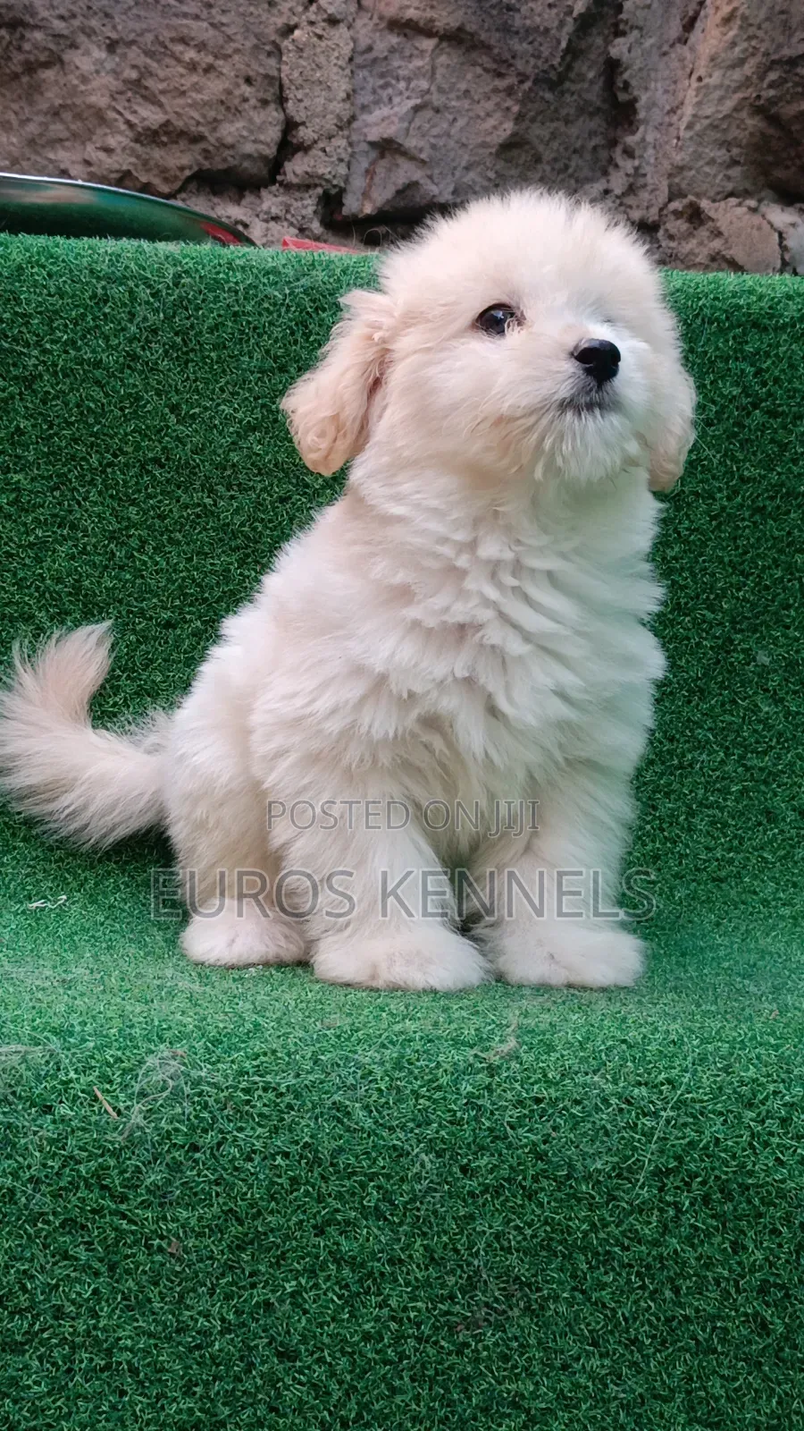 1-3 months Male Purebred Havanese