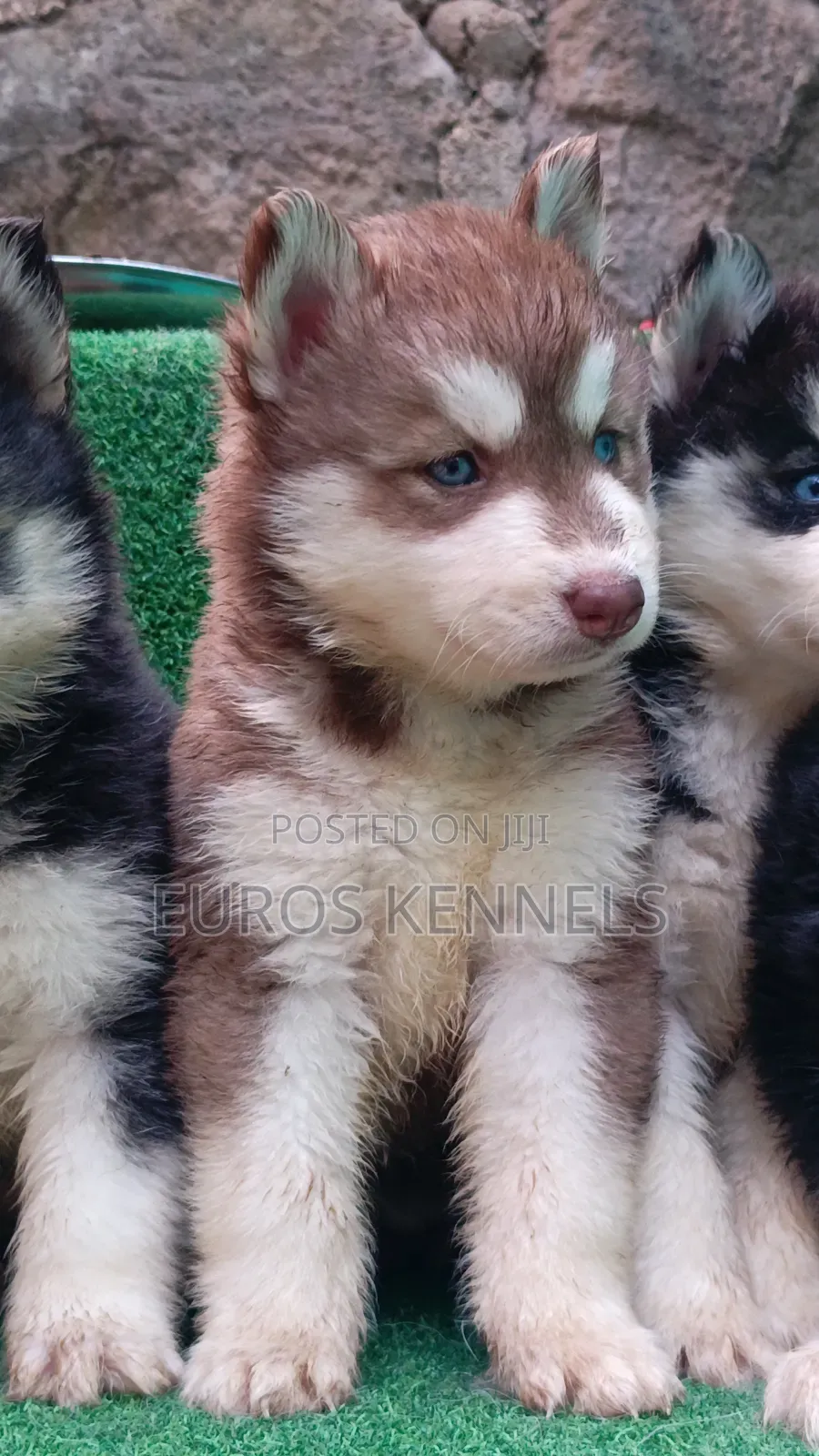 1-3 months Female Purebred Siberian Husky