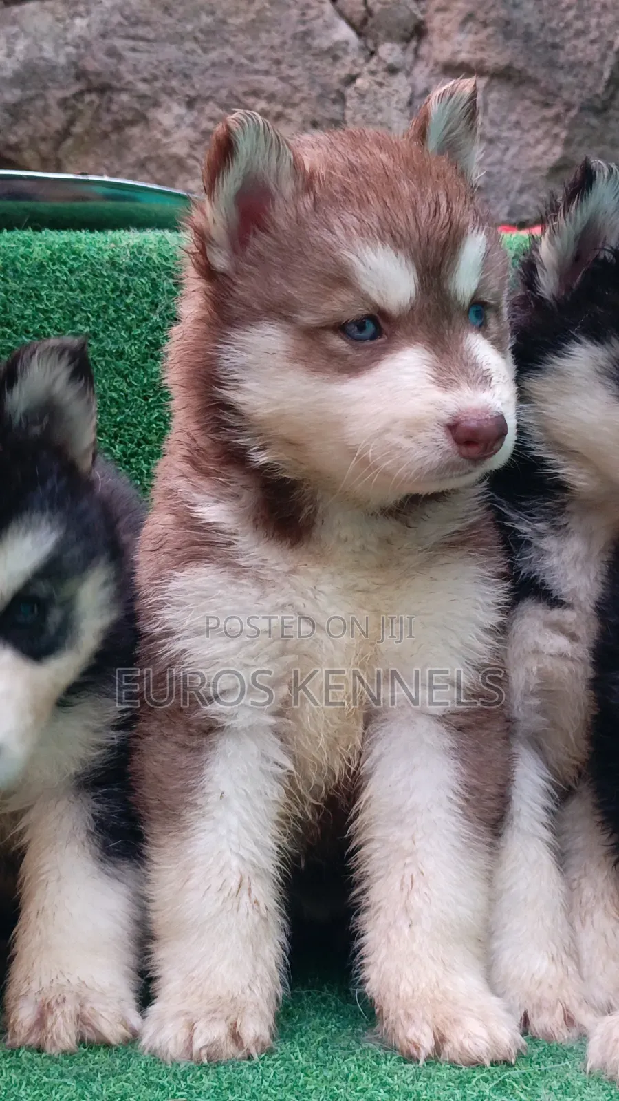 1-3 months Female Purebred Siberian Husky
