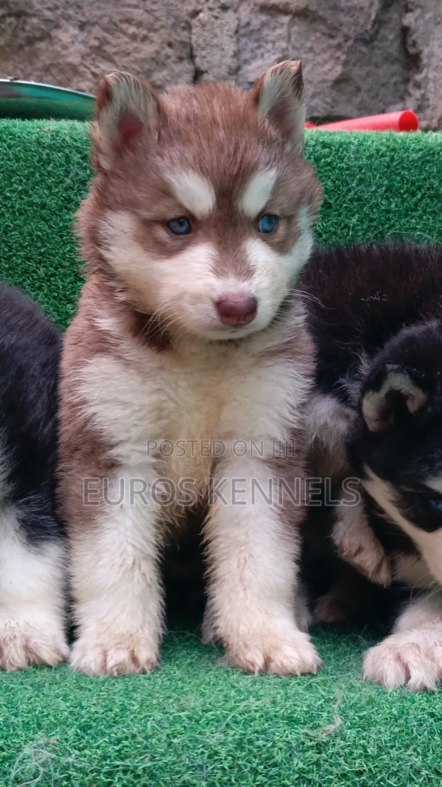 1-3 months Female Purebred Siberian Husky