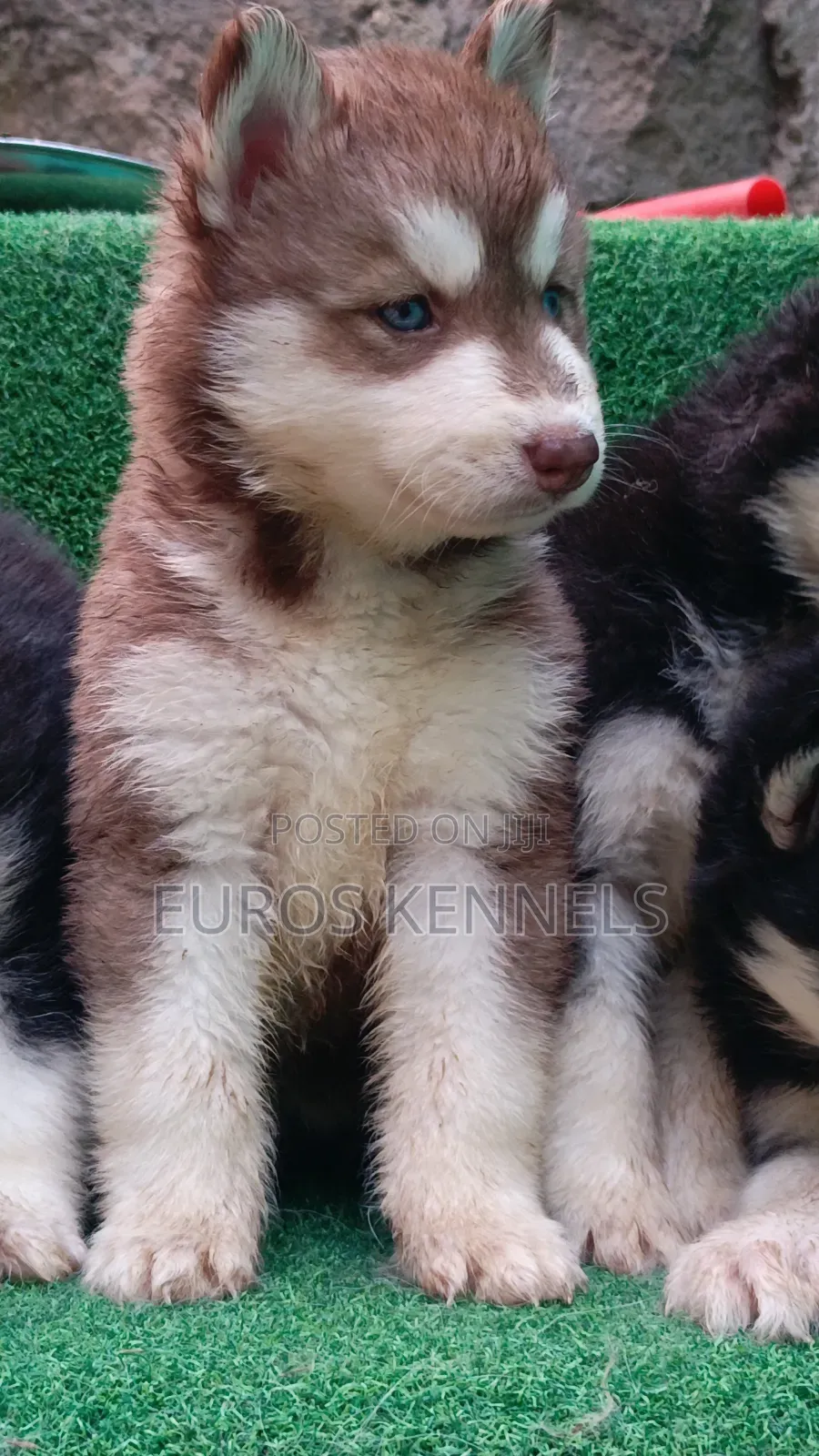 1-3 months Female Purebred Siberian Husky