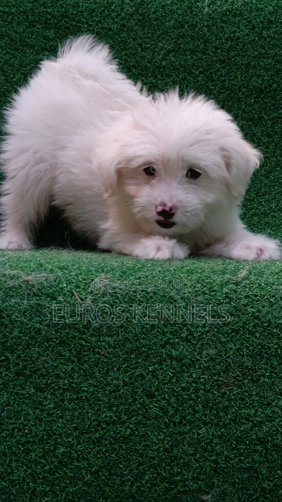 1-3 months Male Purebred Havanese