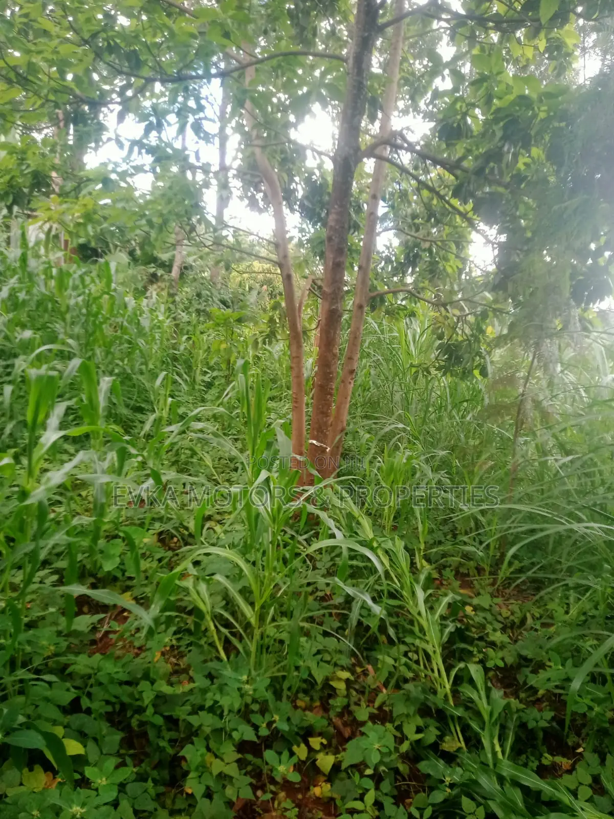 Mukangu -Kiharu Half Acre With a 2 Bedroom House at 3 M Master Ensuite