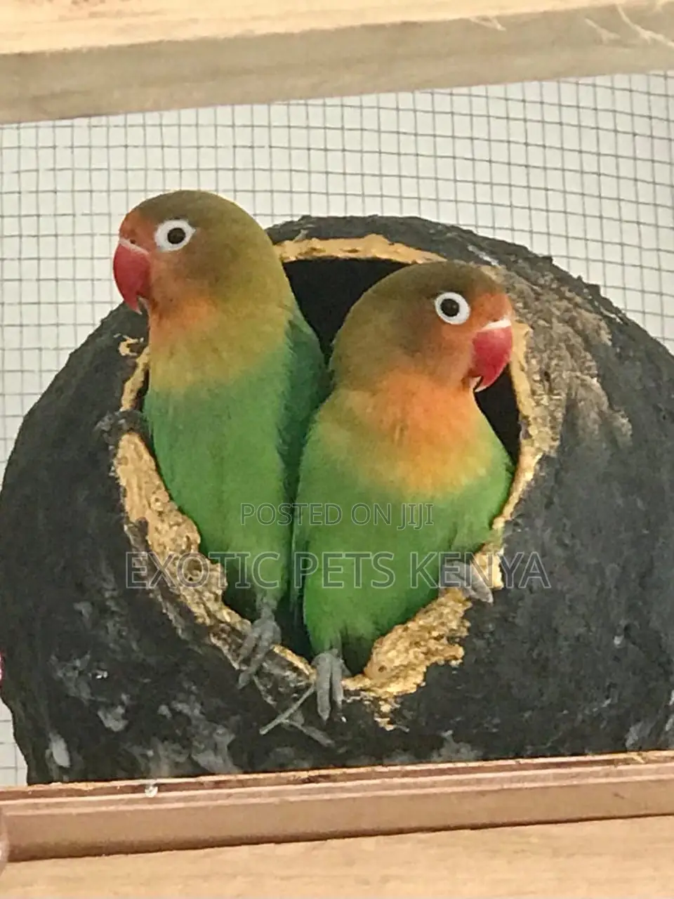 Fischer Red and Green Lovebirds