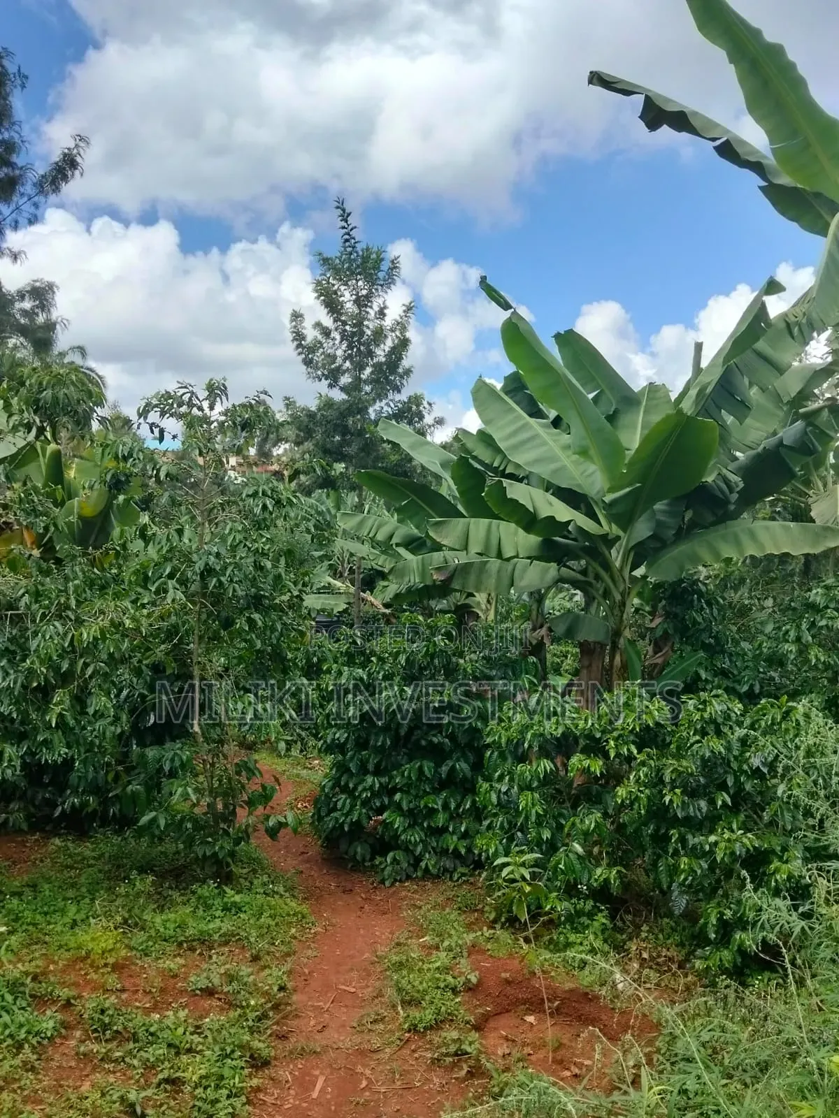 1 Acre Tea / Coffee Farm on Sale at Kigumo-Murang'A