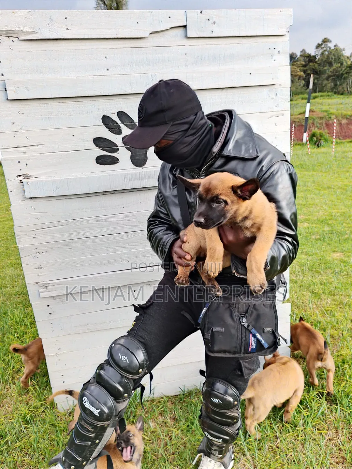 1-3 months Male Purebred Belgian Malinois