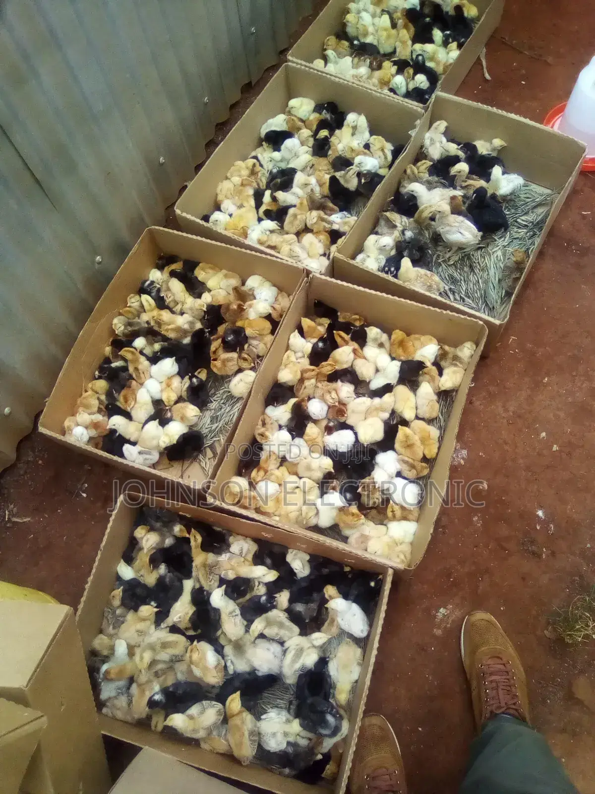 Day Old Chicks