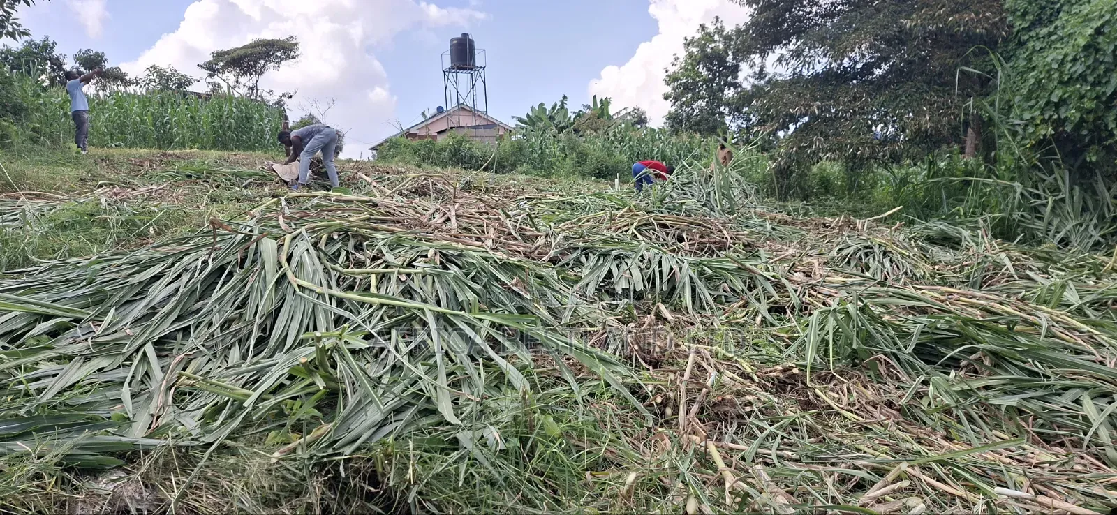 Prime Apartment Investment Plot for Sale – Kabete Kibichiku