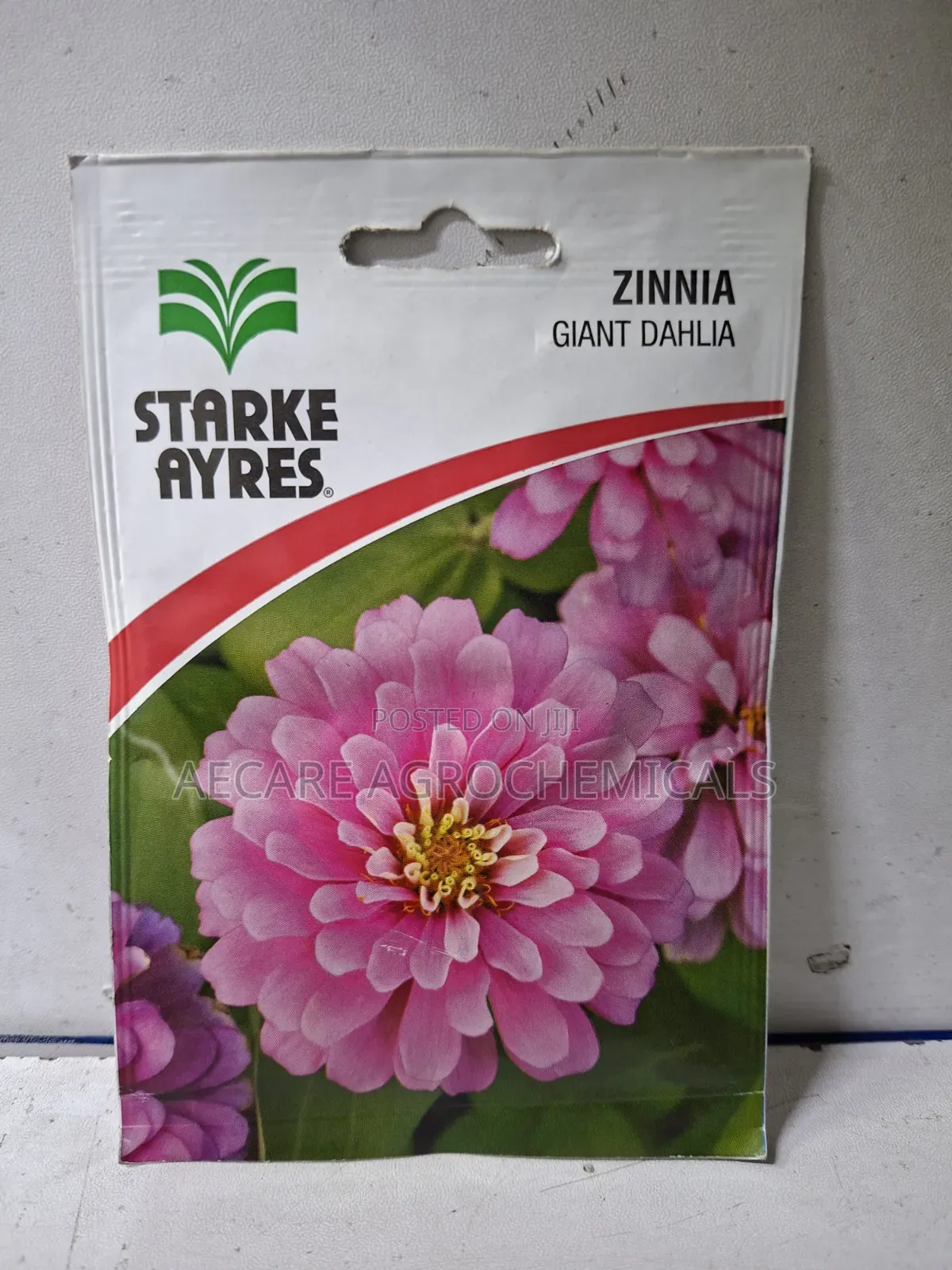 Zinnia Gaint Dahlia Flower Seeds Starke Aryes 2 Gram