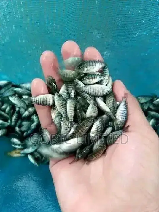 Mixed Sex Fish Fingerlings on Sale