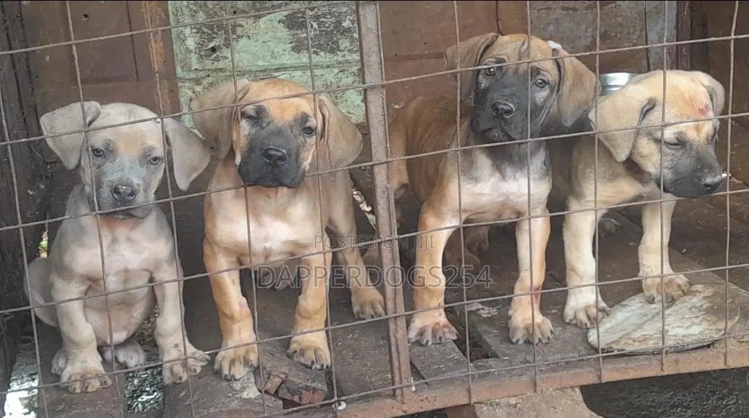 1-3 months Male Purebred Boerboel