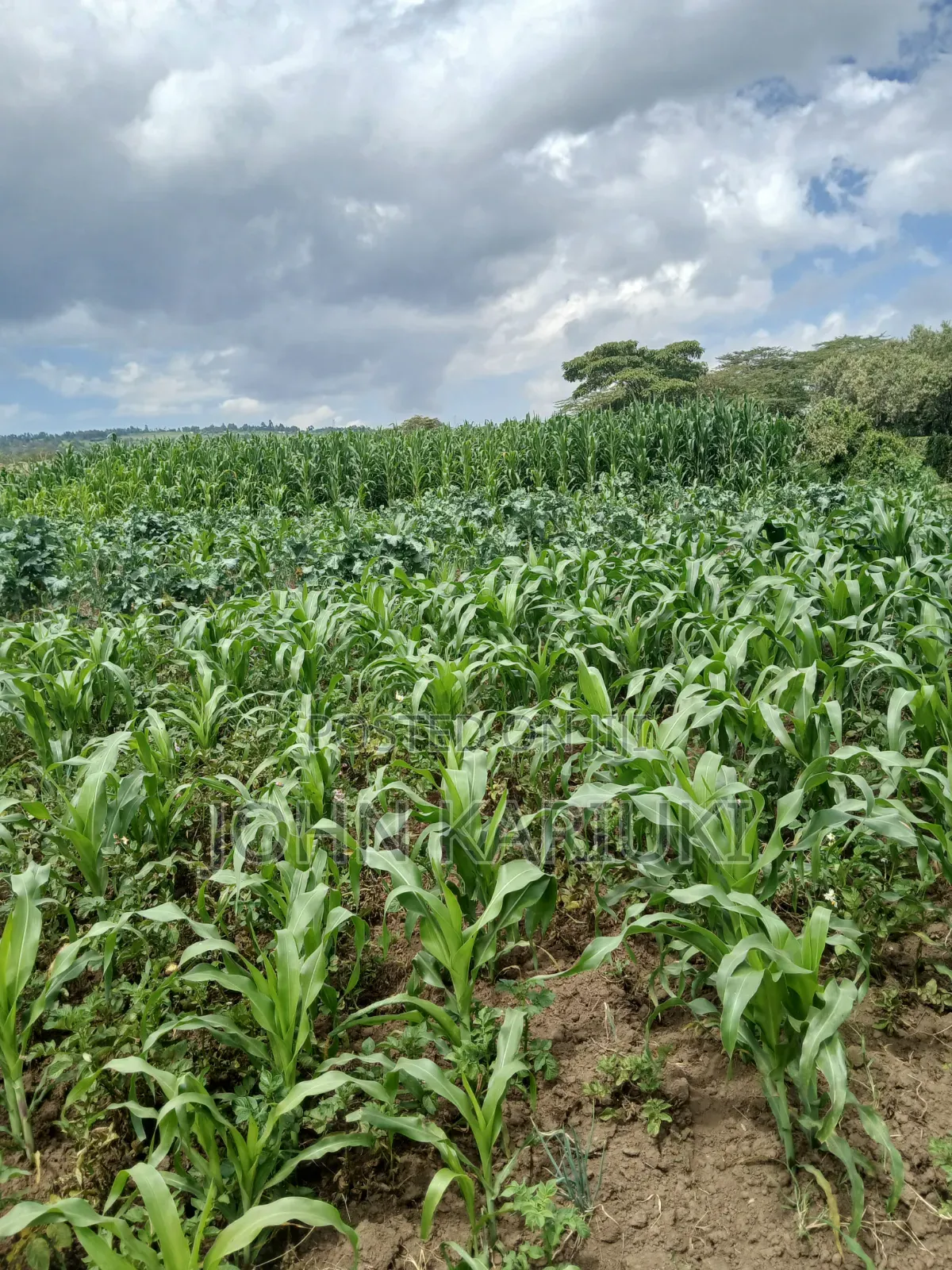 One Acre Land in Naivasha Mwichirigiri Near the School.