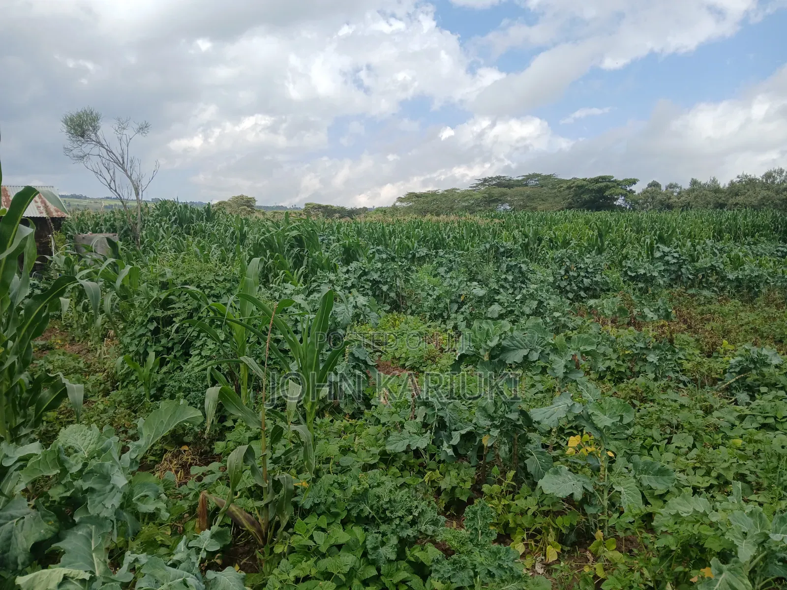 One Acre Land in Naivasha Mwichirigiri Near the School.