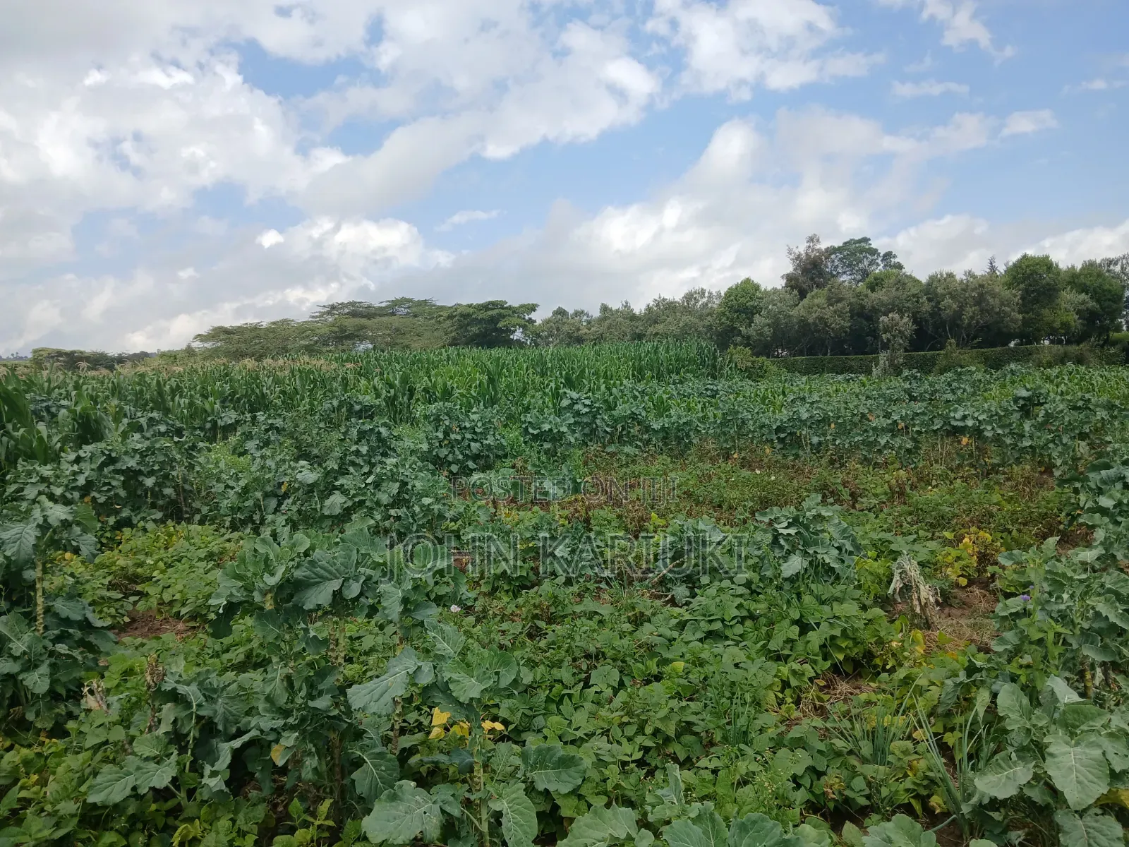 One Acre Land in Naivasha Mwichirigiri Near the School.