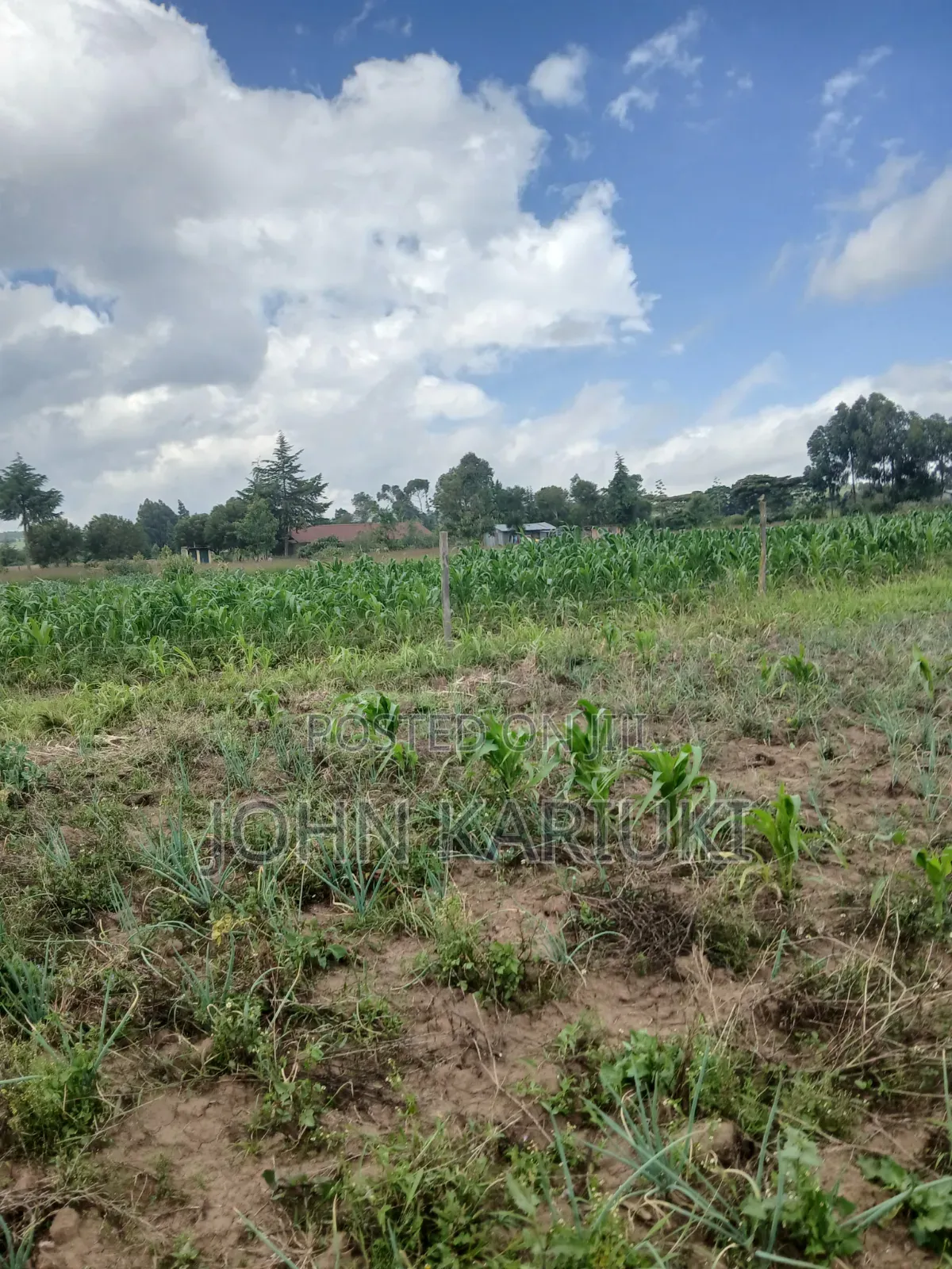 100x100 Land in Naivasha Mwichirigiri Near the Church