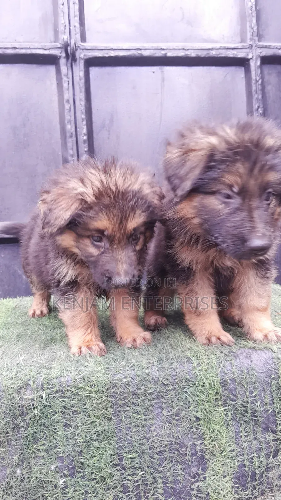 1-3 months Male Purebred German Shepherd
