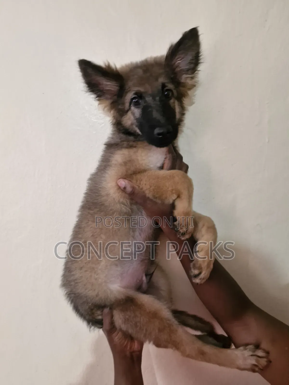 3-6 months Male Purebred German Shepherd