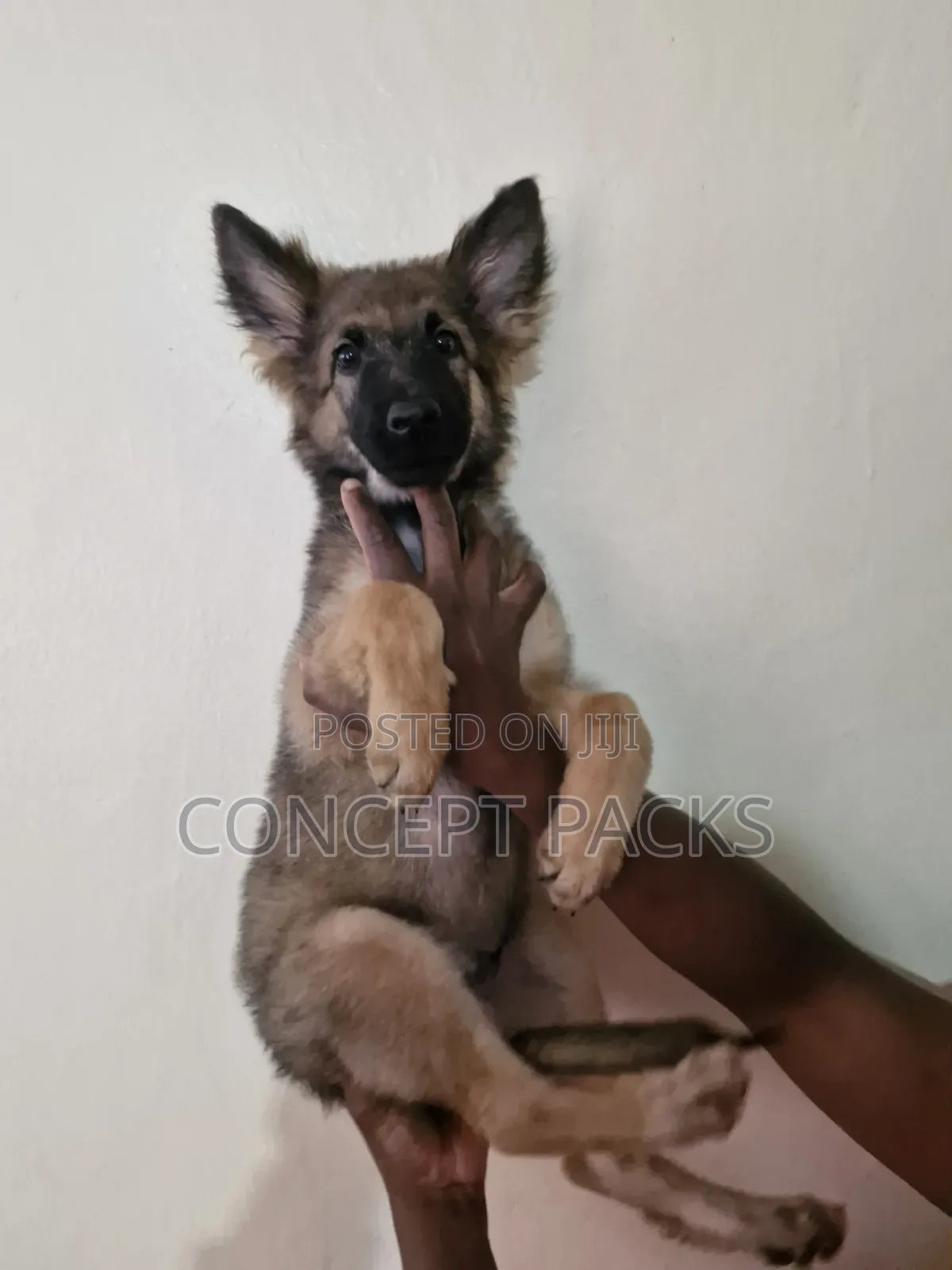 3-6 months Male Purebred German Shepherd