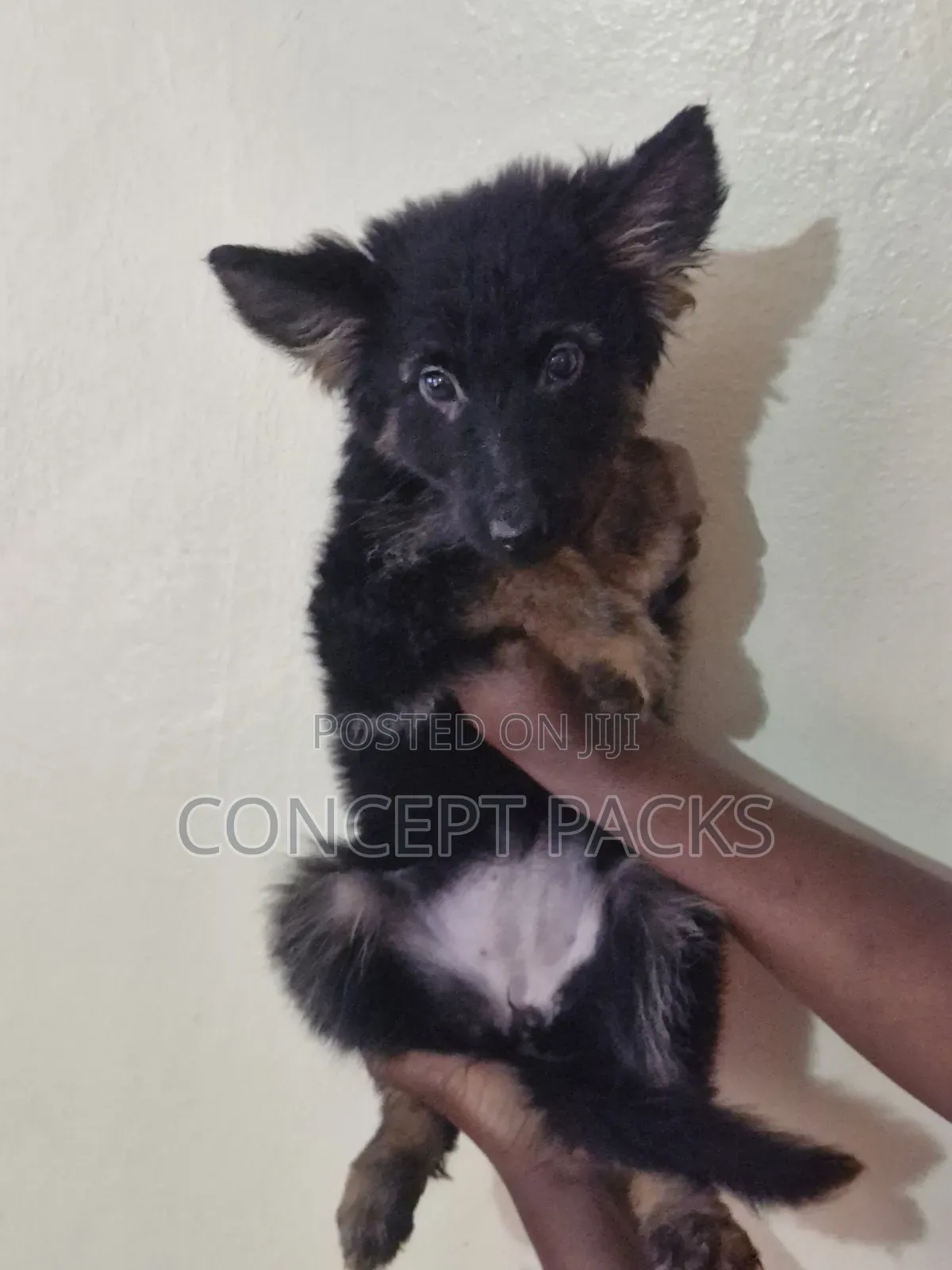 1-3 months Male Purebred German Shepherd