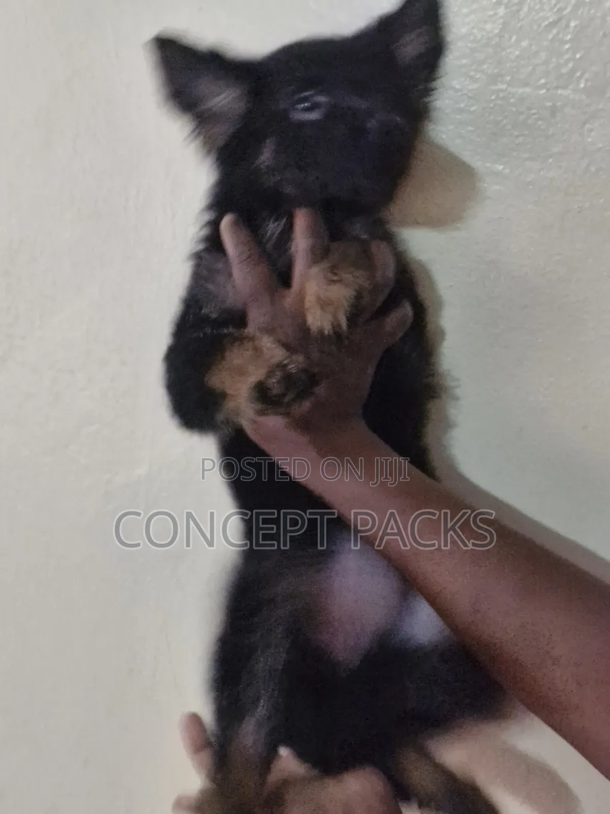 1-3 months Male Purebred German Shepherd