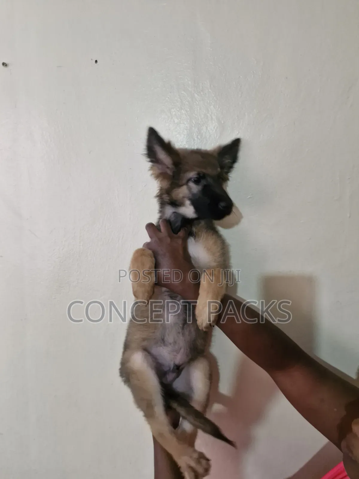 1-3 months Female Purebred German Shepherd