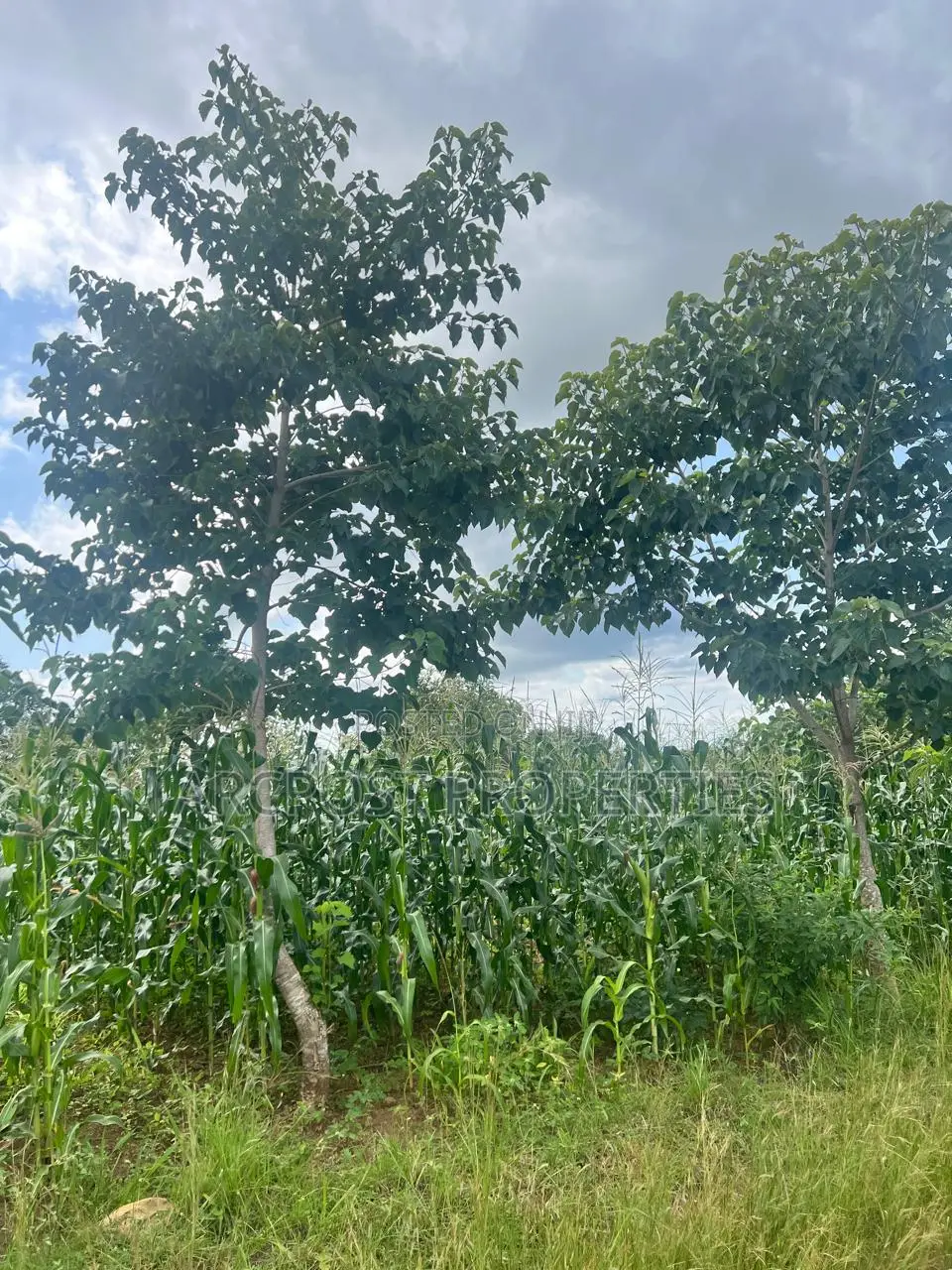 Prime 2 Acres Agricultural Land for Sale in Kiboi Fronting Kiboi River