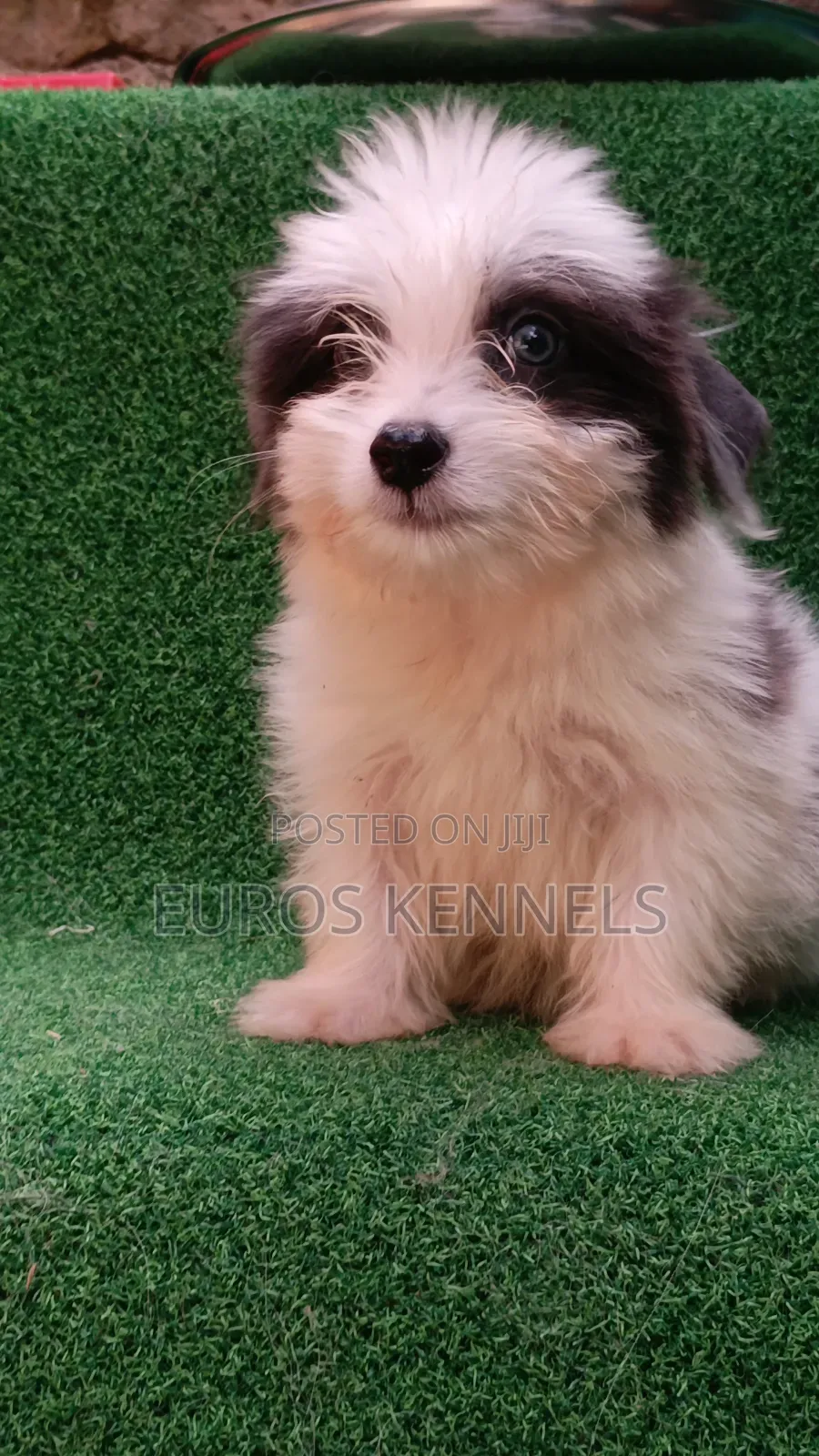 1-3 months Male Purebred Havanese
